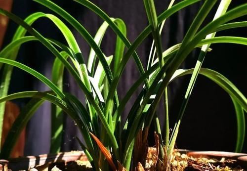 叶子|兰花叶子枯萎怎么办?教你5个妙招,新手兰友一定要知道