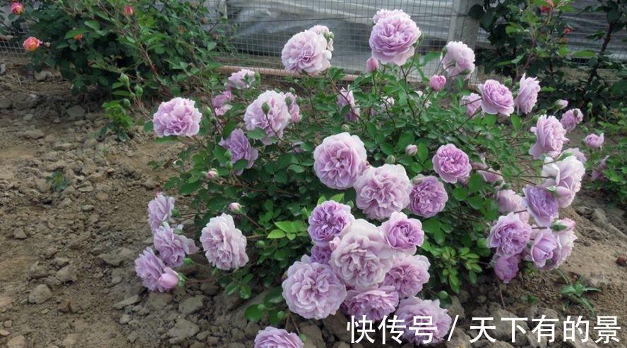 阳台上|3种“小爬藤”花，剪个枝条插一棵，爬满阳台开满花，美得不像话