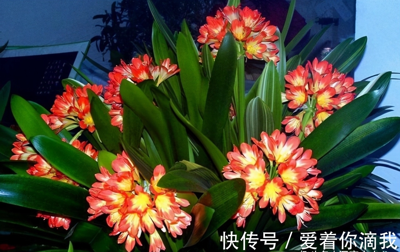 开花|君子兰开花不积极,勤做“三动作”,撒欢长不夹箭,绽放层叠群兰