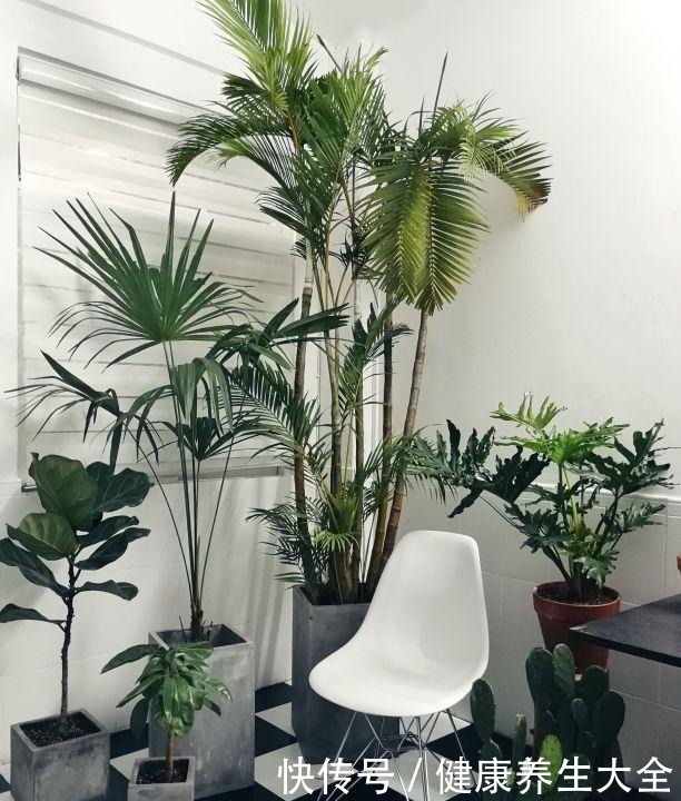 9种大型绿植,耐阴怕晒,放在室内养得好!9种大型绿植,耐阴怕晒,放在室内养得好!
