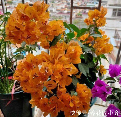三角梅|如果三角梅变成光杆，4个原因会引起落叶，遇到用点技巧就能恢复
