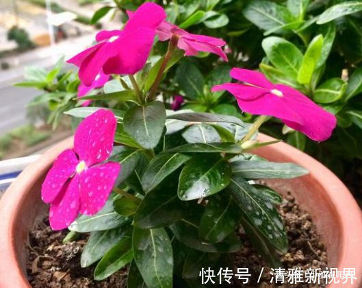 松松盆土|扦插长春花，有1个“技巧”，1棵养出30棵，棵棵开爆盆，好美！