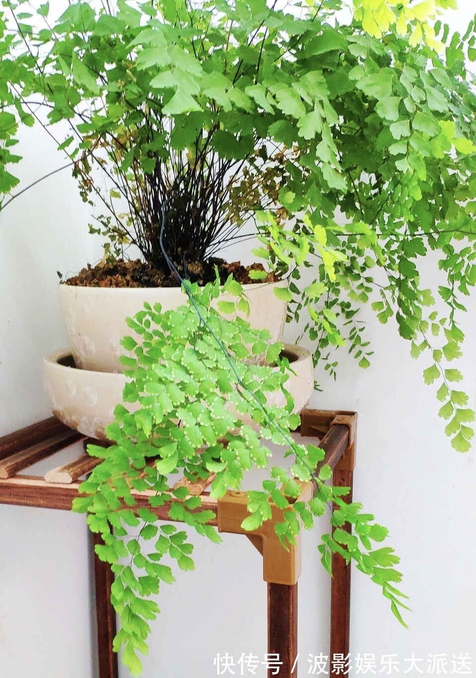 花盆|4种花就靠“水养”,多浇水、长得快,花友嗜水如命