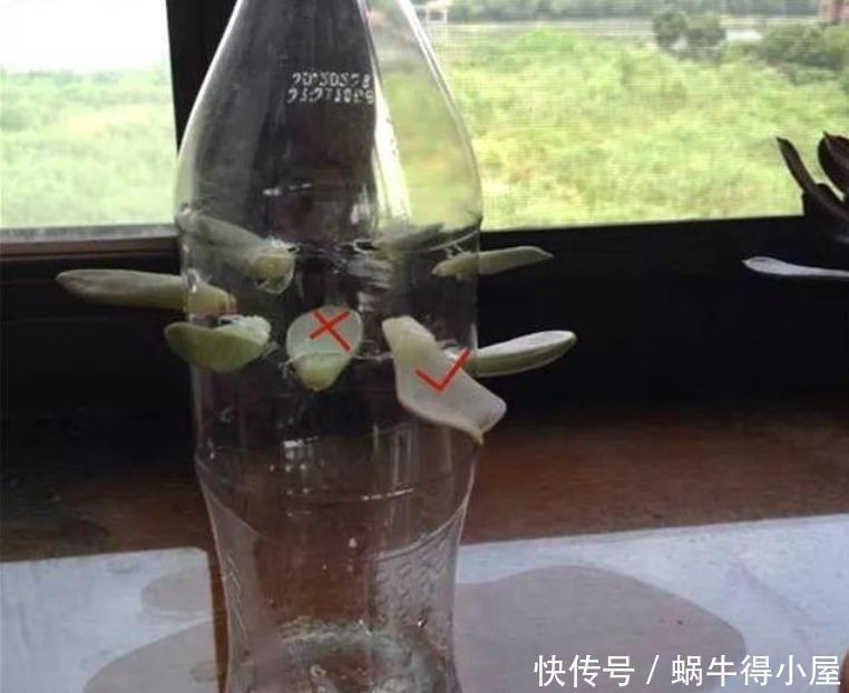 多肉植物|天热养多肉，学会“复制粘贴”，一片叶子一株苗，越来越多