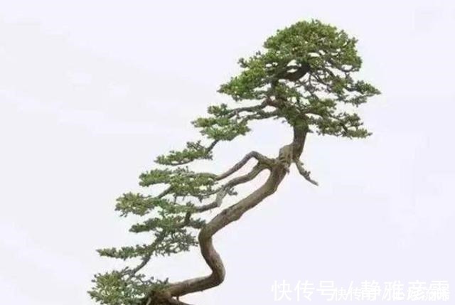 舍利干|盆栽案例欣赏，最贵的是舍利干，桃花类的美极了！