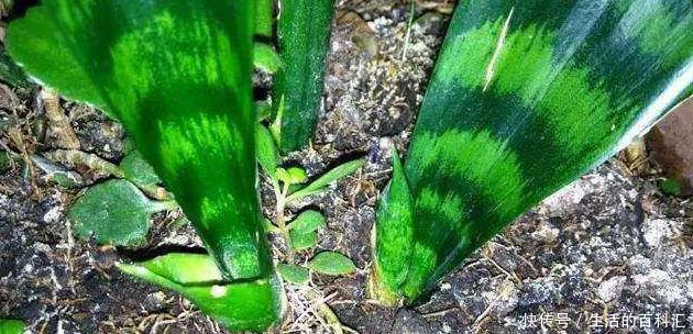 绿植|这四种绿植,十天半个月可以不浇水,爆芽、疯长到盆都装不下!