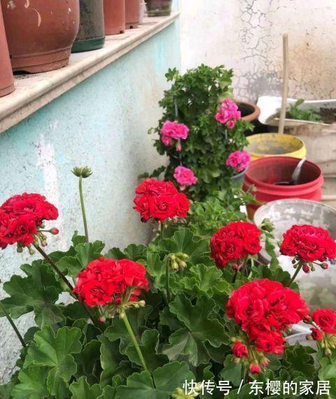种花|三伏天,这三种花要备份,好处多多,年年有花看