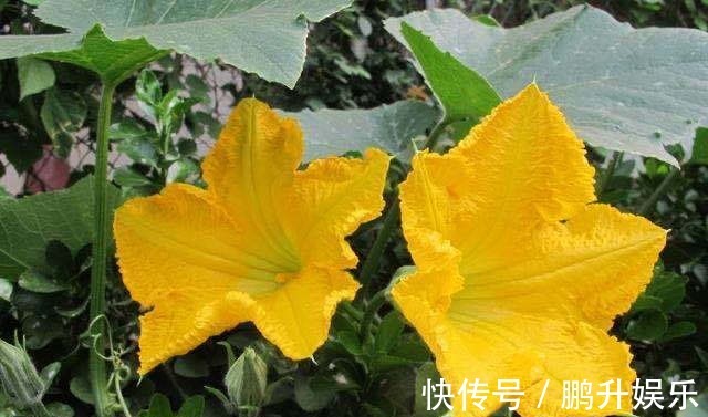 农村人|以前被农村人“嫌弃”,殊不知其营养价值,现在却被当成“宝贝”