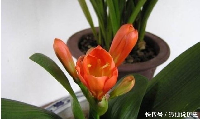 浇水|养君子兰只要做好这几点，一年开花两三次不是问题！