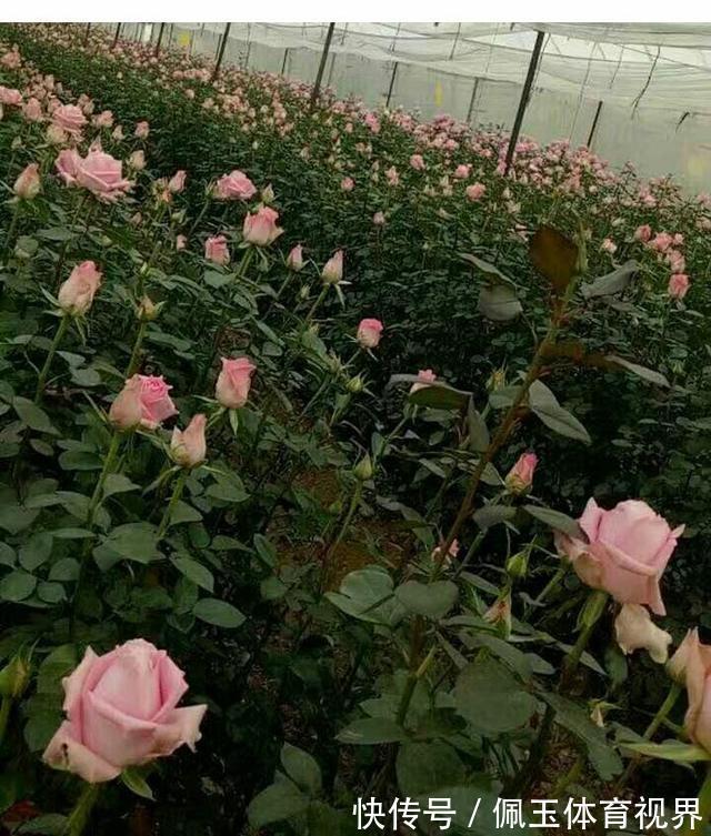 月季|一个月狂卖4万多件，老桩月季收割了多少人的智商税