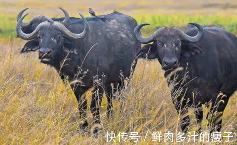 牛人|出生在这几年的生肖，未来3年福星高照，收入赢得提升，人生美好