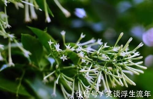 花儿|家中无法养这三类绿植,白送都不要,危害很大不建议养