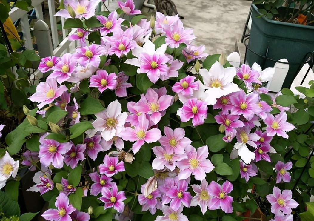 铁线莲|这些“大型花”无论多漂亮,眼馋也别买,没有大院子,买了白扔钱