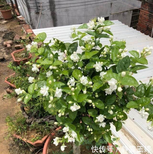 养茉莉花，剪几刀，拉个枝，茉莉新芽呼呼窜，花开满树，又多又香