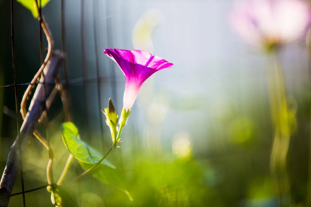 夏花|愿你此生绚烂，生如夏花