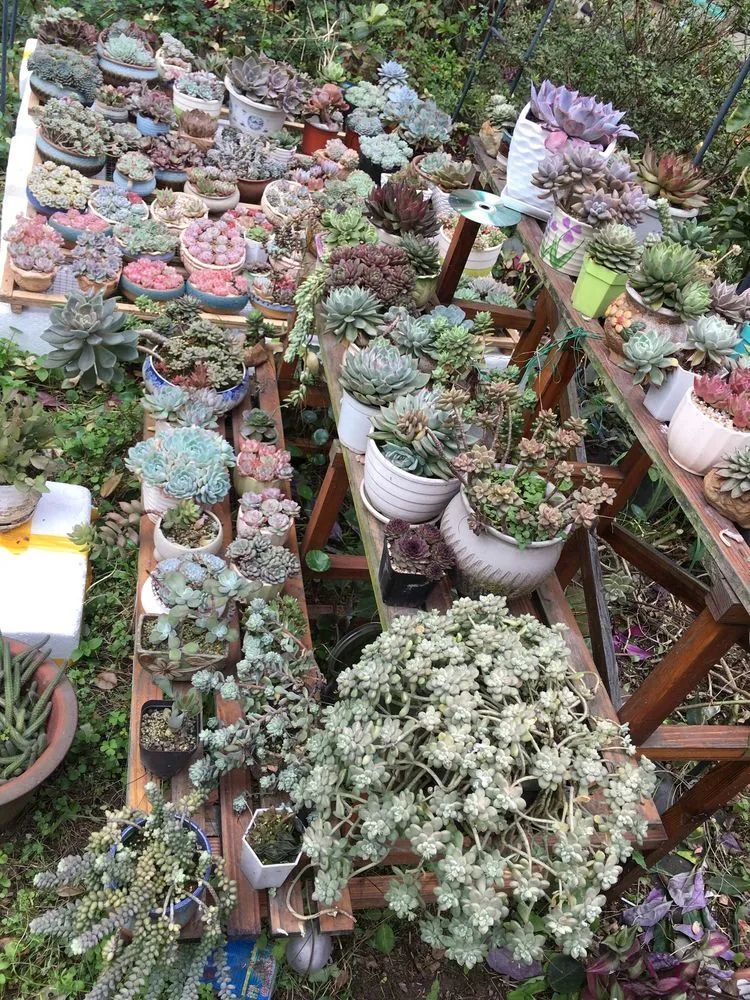 养多肉会上瘾，3年养了500多盆，既美化了环境又愉悦了心境！