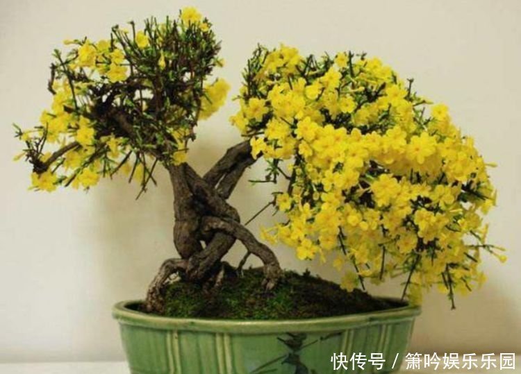 月季|正月二十八不能错过的4种招财花,开花满枝头,越养越值钱