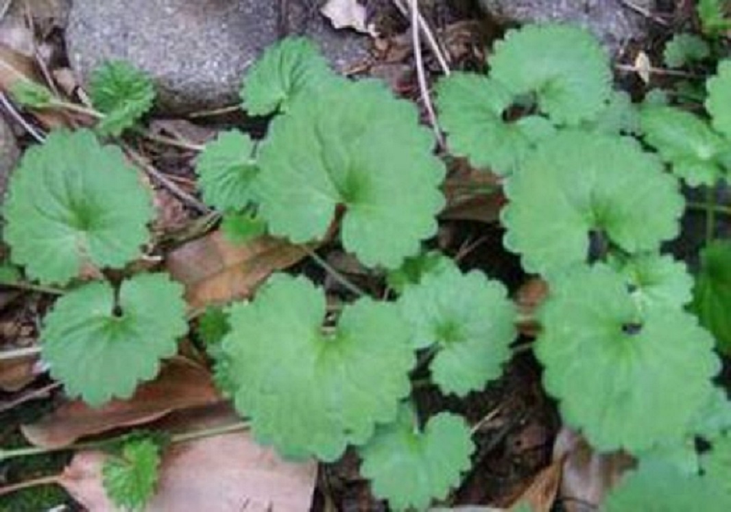 冻疮湿疹|墙角里的“小蒲扇”,虽不起眼是“活血丹”,对冻疮湿疹有疗效