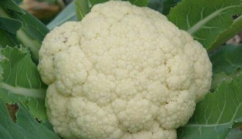 几种很常见的食物,坚持常吃,排毒抗衰,养护血管,营养又健康