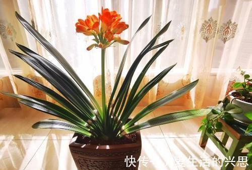 昼夜温差|盆栽君子兰该如何催花?掌控4方面因素,开花早、状态理想