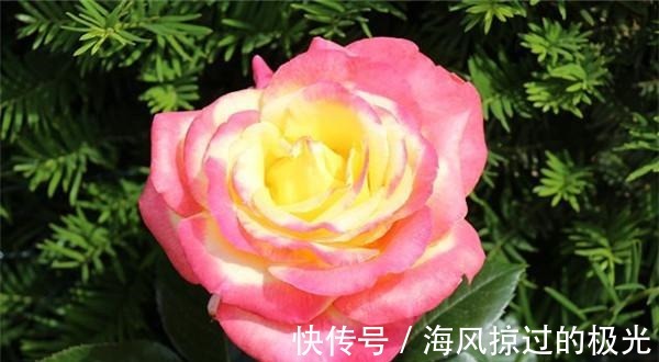 夏洛特|20种月季花品种介绍，简直美爆了！收藏啦……！