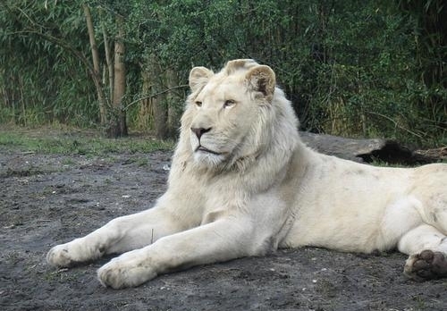 它们罕见而美丽，有的甚至需要涂防晒霜来防晒伤