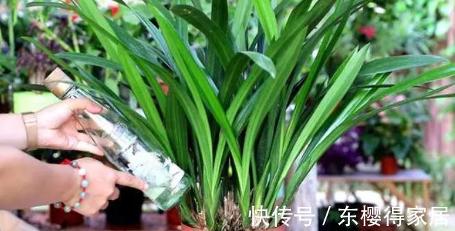 黄叶|兰花怕浇“3种水”,浇完黄叶又烂根,大部分花友都用错了