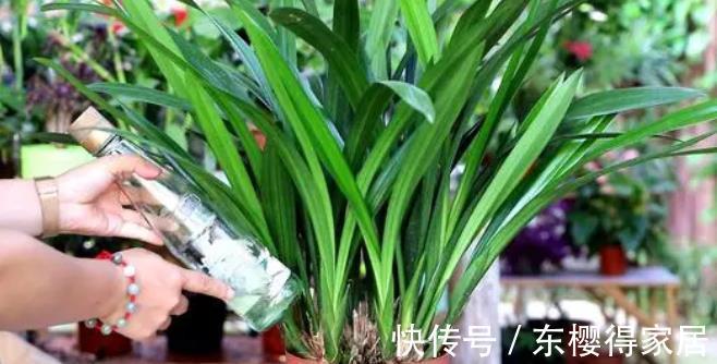 黄叶|兰花怕浇“3种水”，浇完黄叶又烂根，大部分花友都用错了