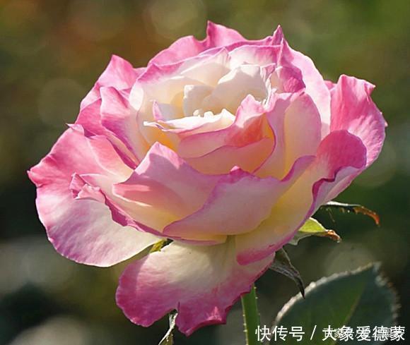 花朵|“河本女士,你的月季飞起来了!”聊聊那些仙到飞起的河本月季