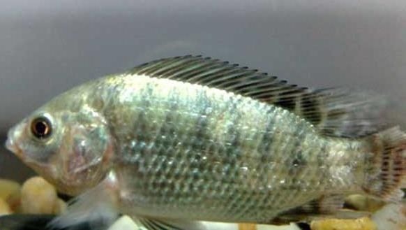 鳜鱼|这5种鱼无杂刺,适合老人小孩吃,营养美味还补钙,人人吃得起