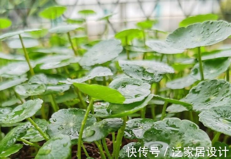 喜水花非它莫属，家中养一盆，健康又环保，简直赚到了