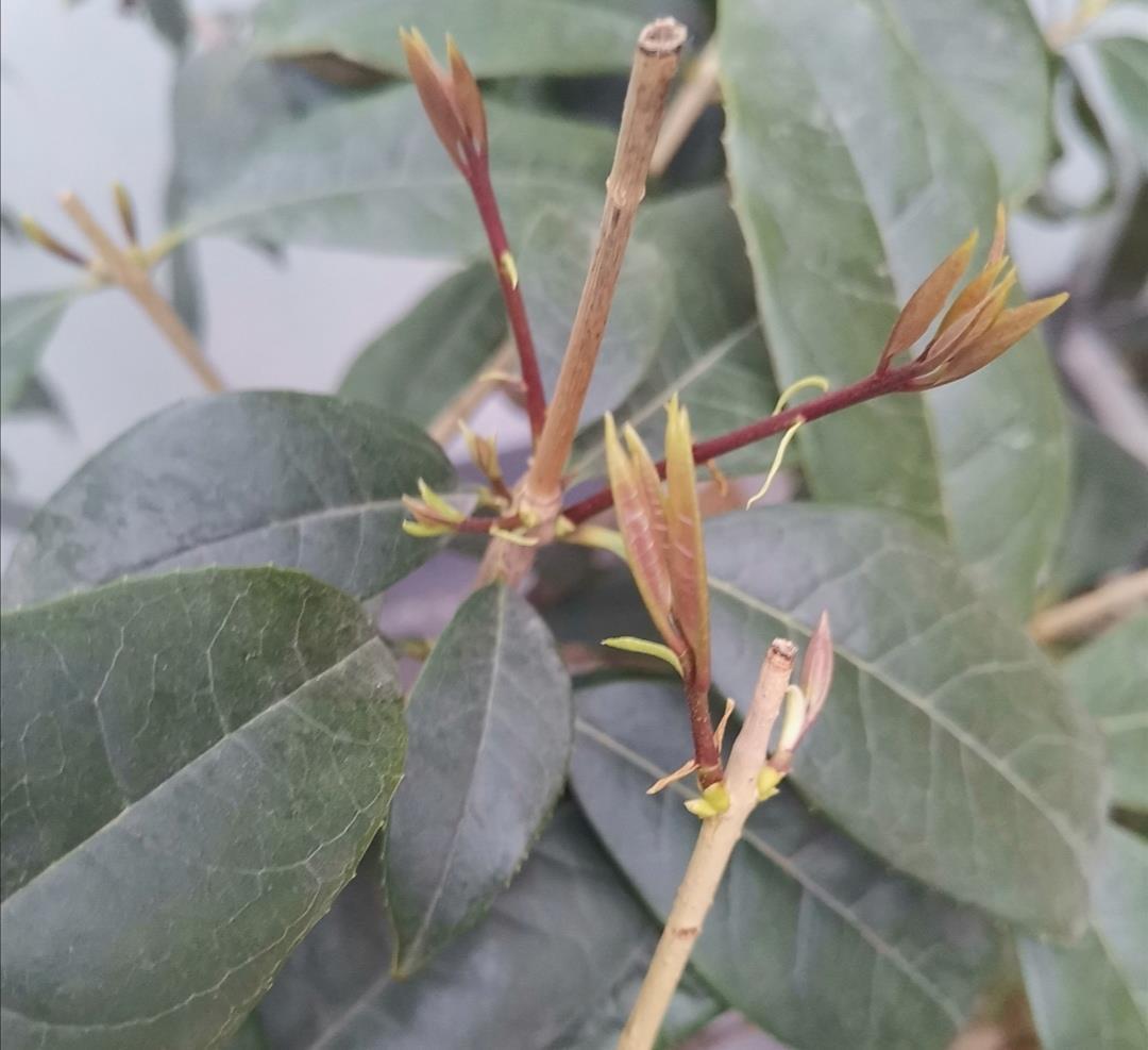 桂花开始发芽,做好4件事,长得枝叶繁茂,花期开花更多