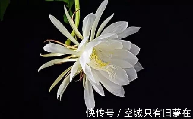 世界上十大最美的花,彼岸花排第二!