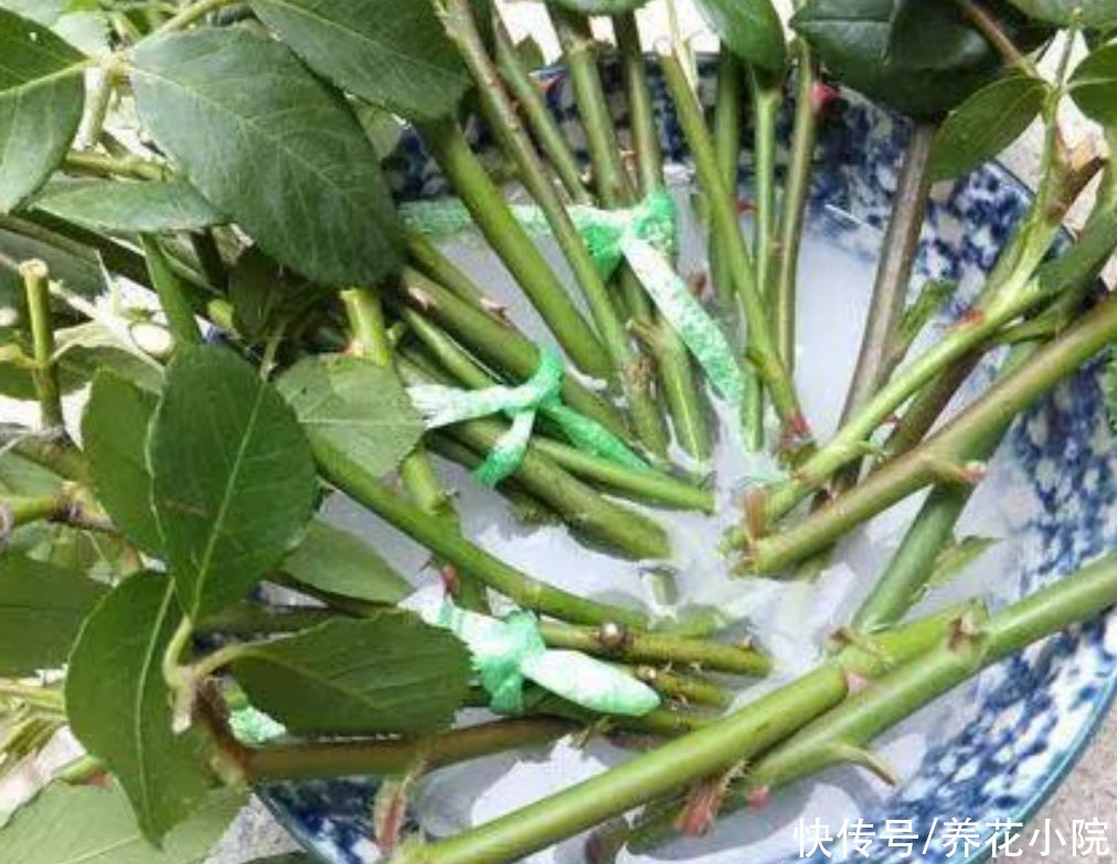 生根剂不用买，3种小东西做成生根水，也能使插穗快速生根
