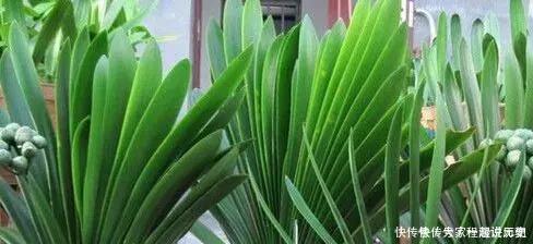 君子兰|君子兰“离不开”2种水,1年换着“浇”,冒“白根”、开花多