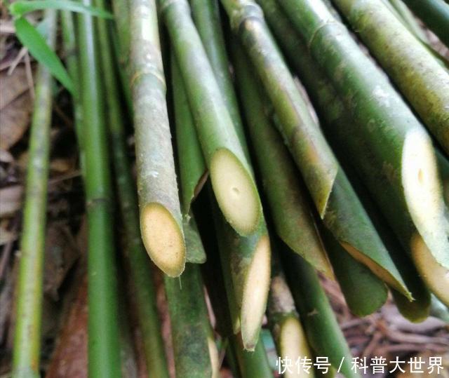 常用|竹子都是空心吗其实也有实心竹熊猫最爱吃它,生活中也常用到
