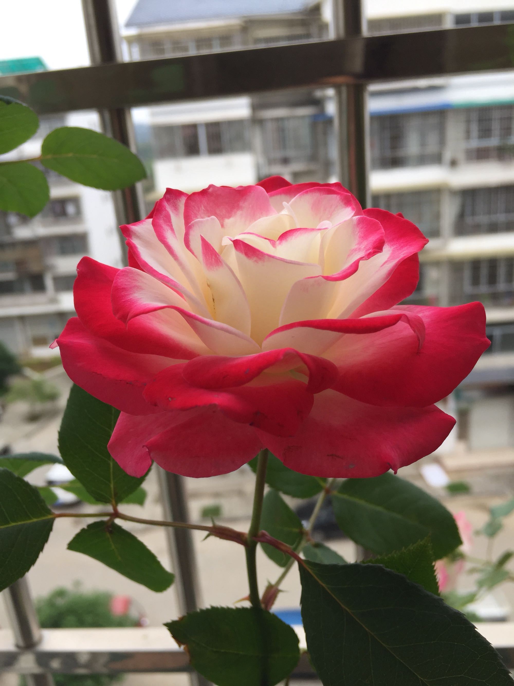 世界最美月季之一，多次获园艺奖，丰花勤花，花型完美，适合盆栽