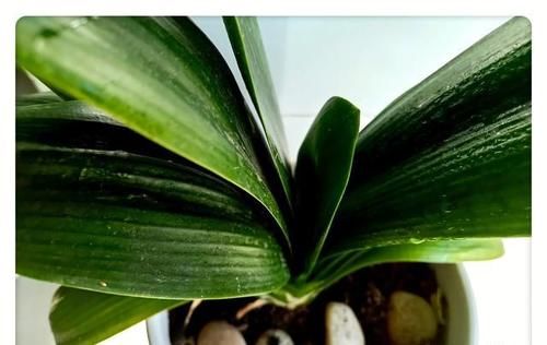 君子兰春天能晒太阳吗？