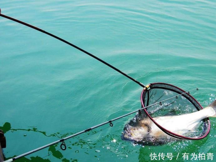 爆发力|盛夏野钓鲢鳙三步走,黑漂一个连一个,让你提竿到手抖