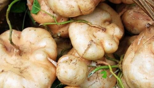 食物|吃了都好的食物，坚持多吃，能排毒抗衰，养护血管，营养又健康