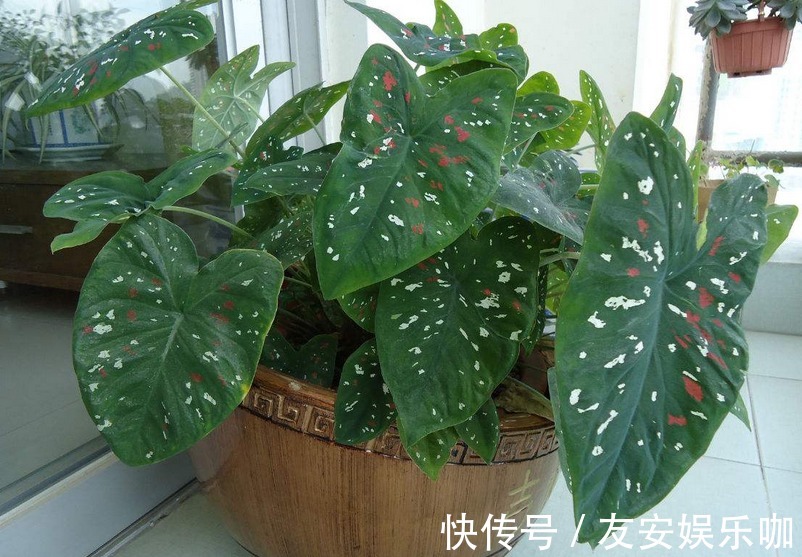 摆室内,为了净化空气,选什么盆栽?这4款大叶子植物堪称首选