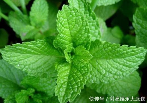 薄荷|如何把薄荷养到爆盆,几分钟就可以学会,再也没有蚊虫的叮咬