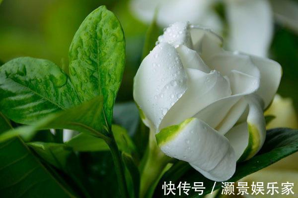 栀子花有“花苞”却不开花教你几个小妙招,雪白的花轻松开爆盆