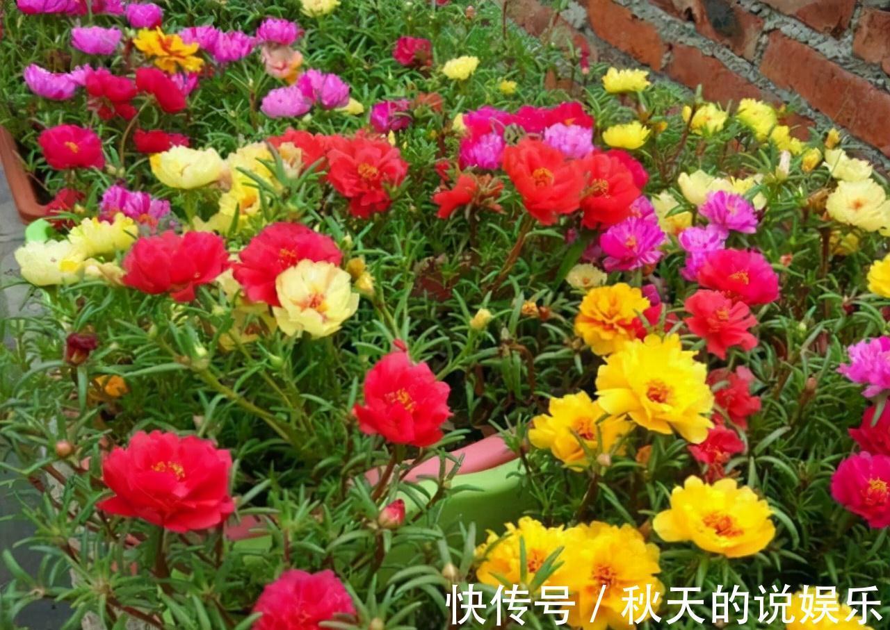 农历九月十八霜降后，养什么花？家里养3种花，大吉大利如意吉祥