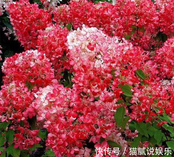 这9种花园,随便1个都美上天了,有一种这辈子就满足了!