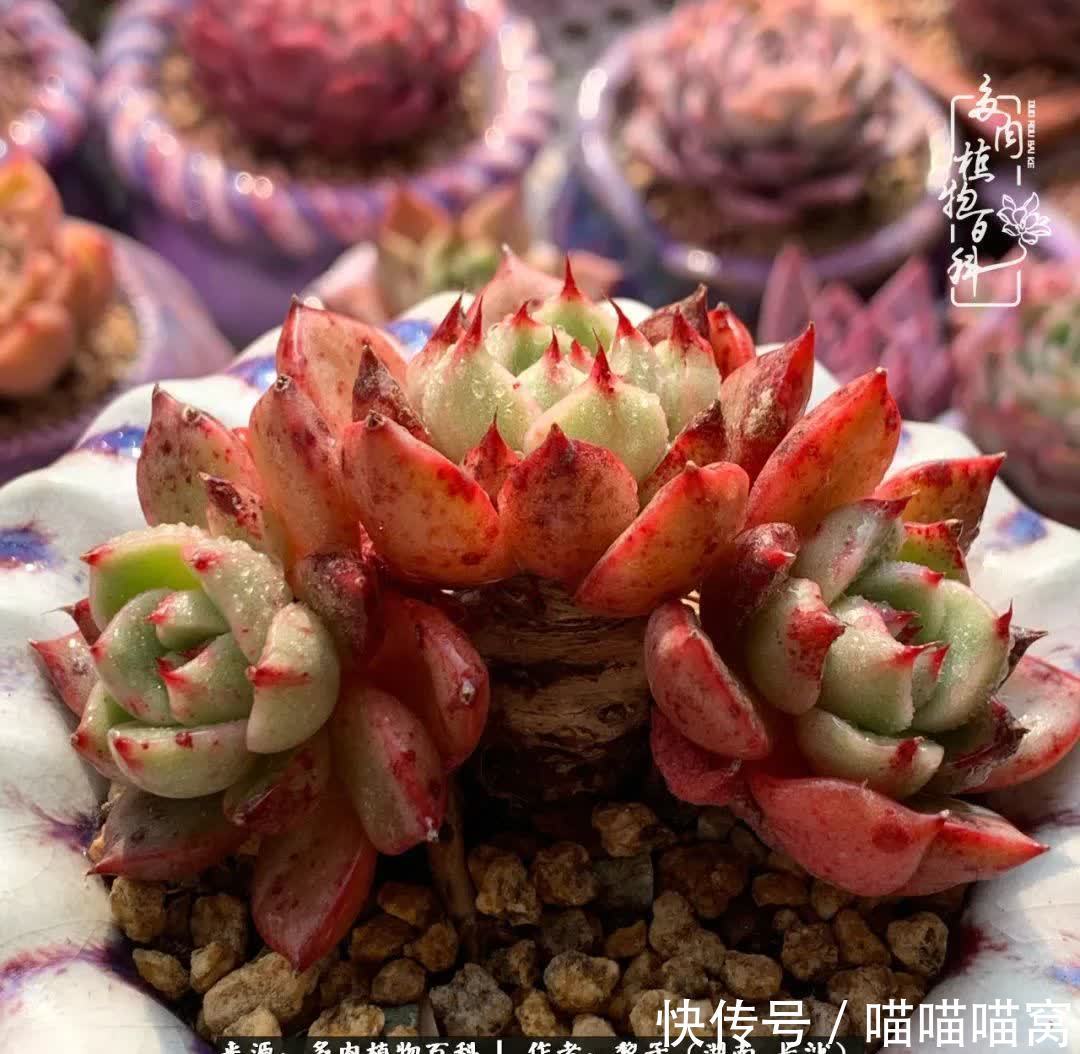 最温暖不过人间烟火,来自逆挂区的多肉!