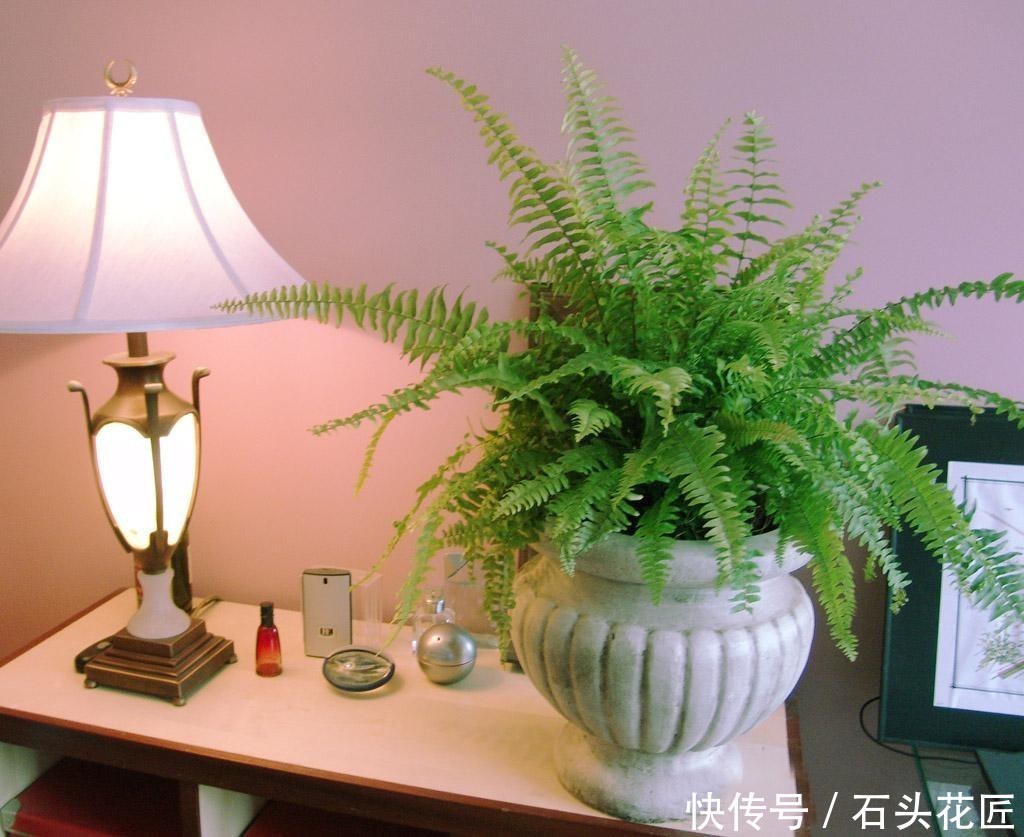 水分|卫生间“潮湿、有异味”?养上6种花草,干净又清新