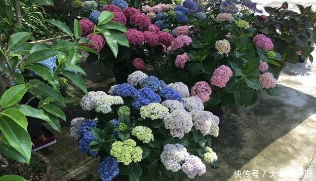 绣球花要开了,3个小技巧,让它多开10倍花、个个大花球!