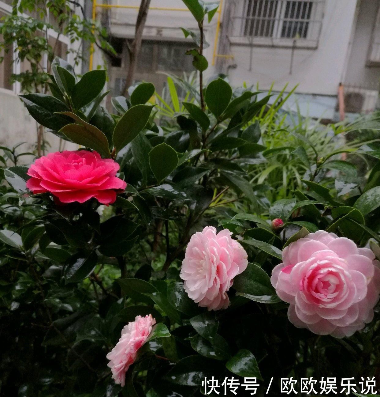 此花是中国传统名花,一树多色花,漂亮不输牡丹,北方也能养