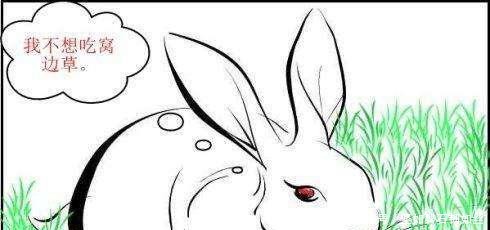 中国|“兔子不吃窝边草”后半句是什么道尽人性丑陋,却很少人知道!